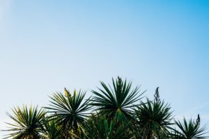 palm trees against a blue sky